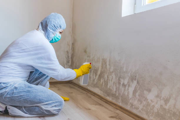 Licensed Basement Mold Remediation service in Brunswick, GA - 24 Hour Mold Removal
